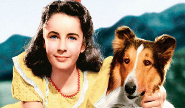 Ile wiesz o filmie ,,Lassie wróć” z 1943 roku ?