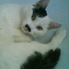 Obs.za.free.pisz.na.priv