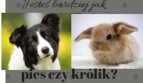 Jesteś bardziej jak królik czy pies?