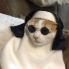 kitsunexpp