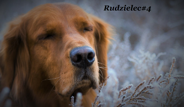 Rudzielec#4