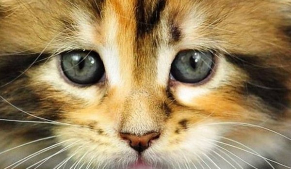 Jakim byś był kotem?