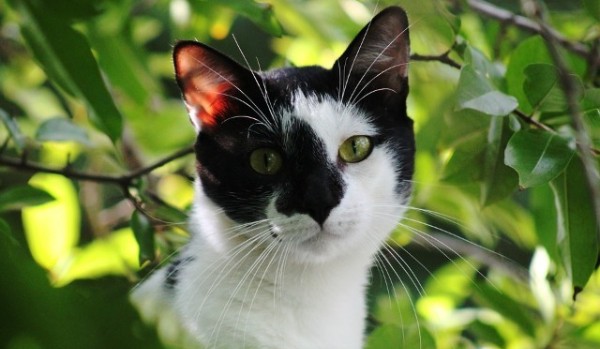 Wojownicy:Burzowe Serce