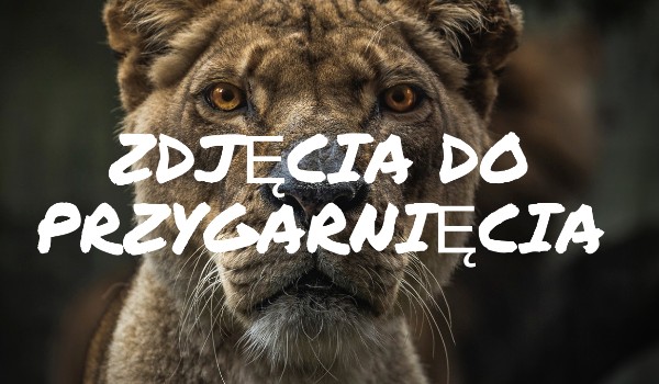 Zdjęcia do przygarnięcia#37 Drarry