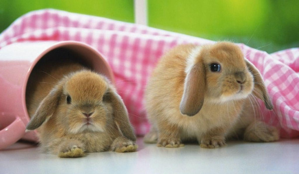 test o królikach ! zobacz jak dobrze znasz sie na królikach!