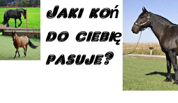 Jaki koń do ciebie pasuje?