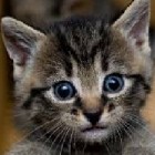 Julia_Bednarczyk_kotek