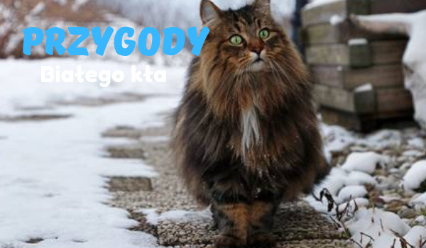 Przygody Białego Kła #6