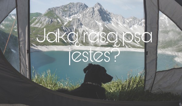 Jaką rasą psa jesteś?
