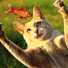 Darmowy_spam_sercami