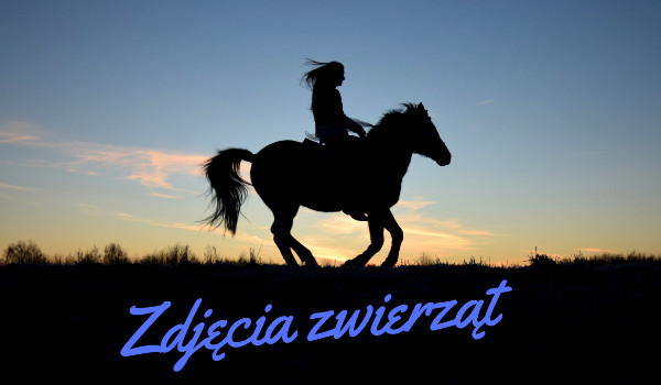 Zdjęcia zwierząt-Psy