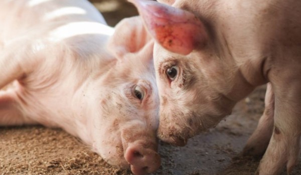 czy lubisz swoją pasje