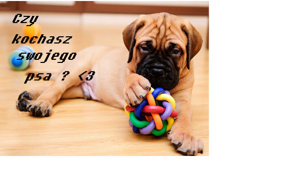 czy kochasz swojego psa ?