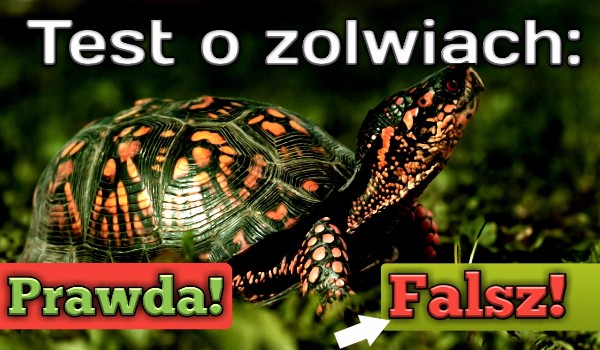 Test o żółwiach: Prawda, Fałsz!