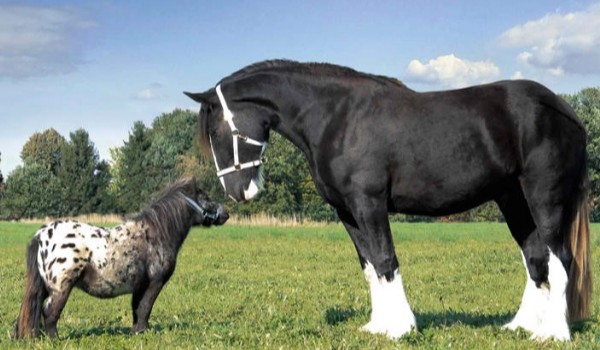 Prosty test o koniach!