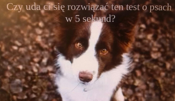 Czy uda ci się rozwiązać ten test dotyczący psów w 5 sekund?