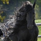 .Black.Horse.