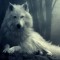 The-White-of-Wolf