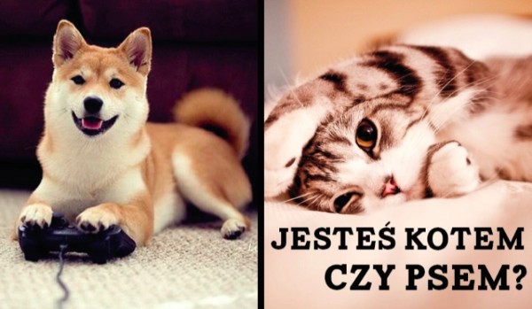 Jesteś kotem czy psem?