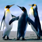 Lisia_L