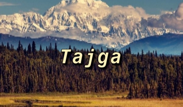 Jak dobrze znasz Tajge?