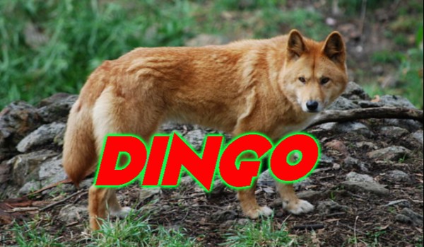 Opis psa na szóstkę-Dingo