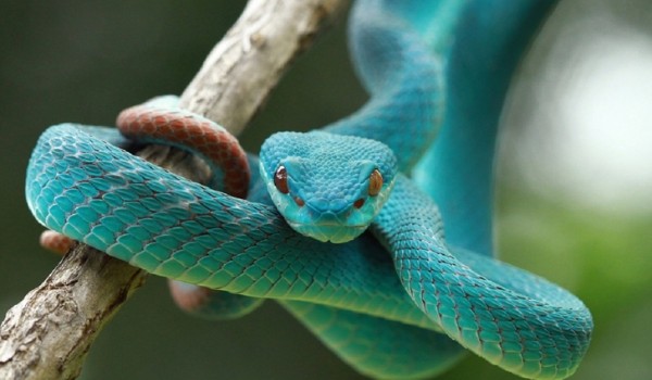 Jakim kolorem węża jesteś?