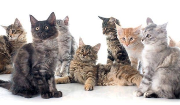 Czy rozpoznasz wszystkie rasy kotów 2?