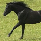 koniusia1234