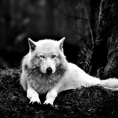 Wolfsoul666