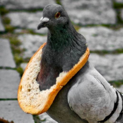 Pigeongirl