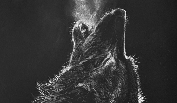 Czarny wilk #1