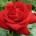 MalaCzerwonaRoza