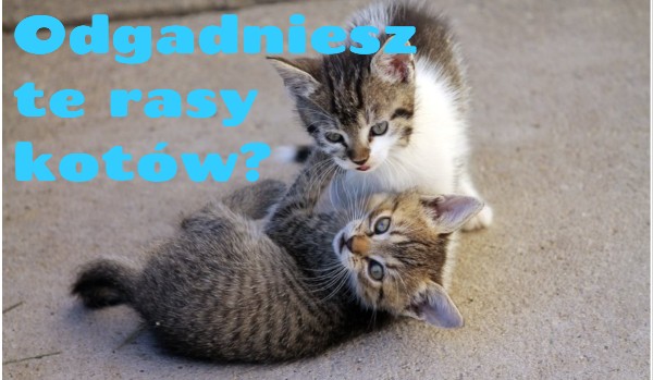 Czy uda ci się odgadnąć te rasy kotów?