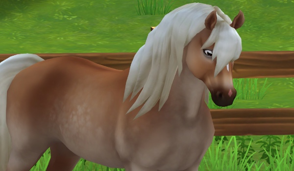 Test wiedzy o star stable online!!