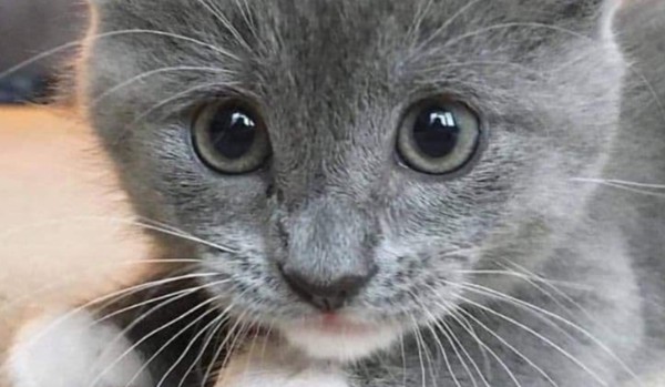 Rasy Królików W Polsce