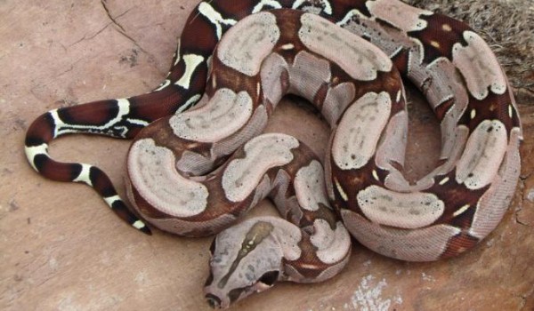 najtrudniejszy quiz o wężach świata