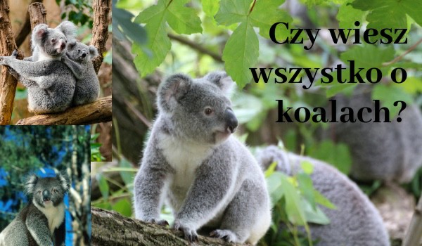 Czy wierz wszystko o koalach?