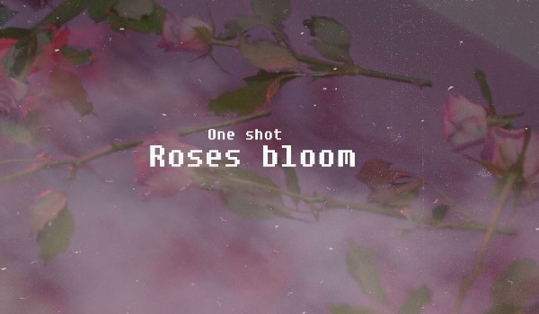 Roses bloom