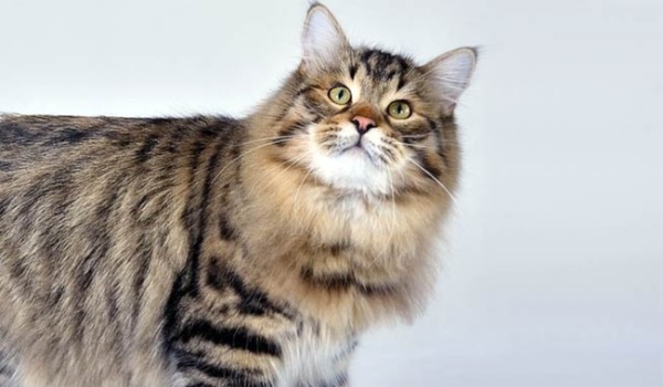 Jestem tylko kotem rozdział 1