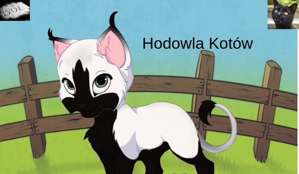 Hodowla kotów – sklep