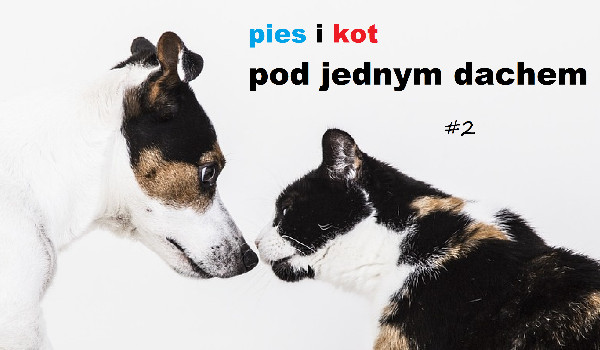 pies i kot pod jednym dachem #2