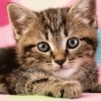 felixia1230
