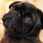 EdgarPug