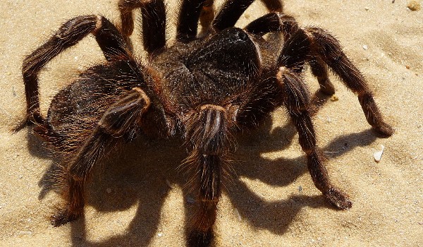 „Pajączek na rowerze”