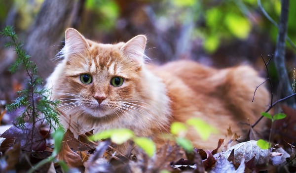 Warrior Cats ~ #13 Wojowniczka