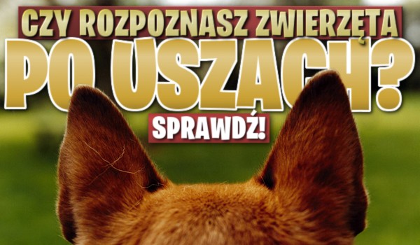 Czy rozpoznasz zwierzęta po uszach?