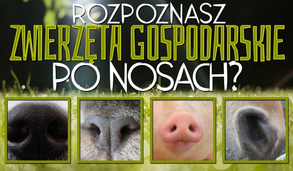 Czy rozpoznasz zwierzęta gospodarskie po nosach?