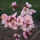 Rose856