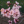Rose856